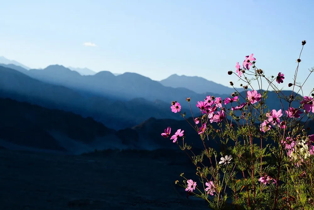 golden age ladakh family tour package