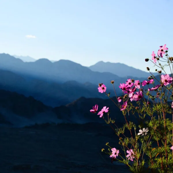 Golden Age Ladakh Tour