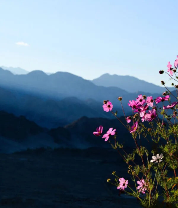 Golden Age Ladakh Tour