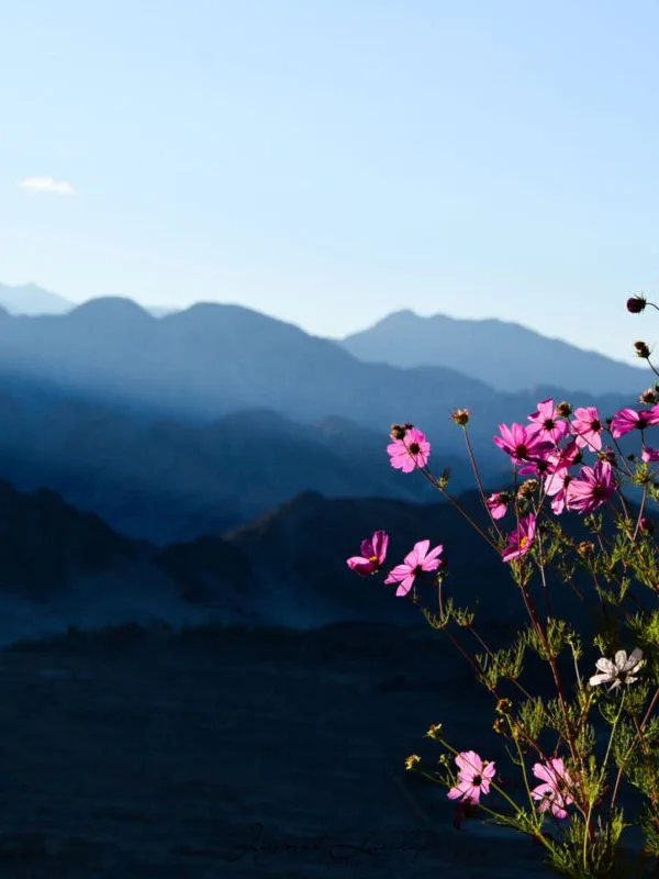 Golden Age Ladakh Tour