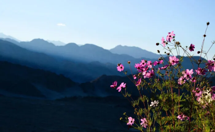 Golden Age Ladakh Tour