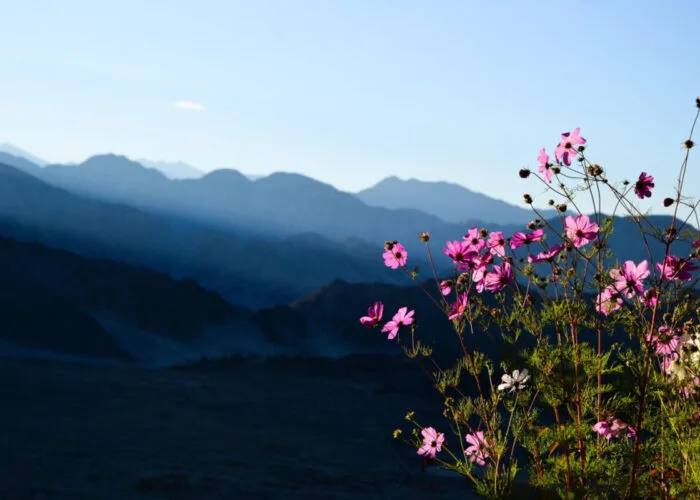 Golden Age Ladakh Tour