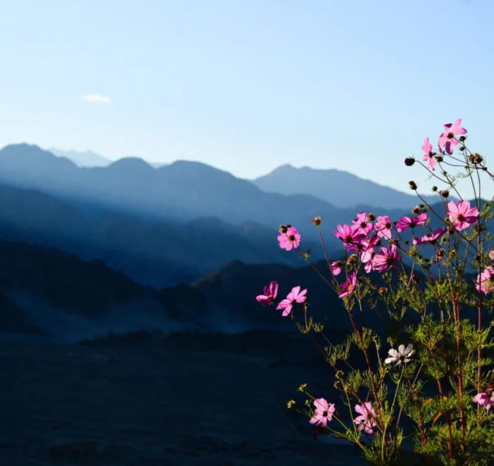 Golden Age Ladakh Tour